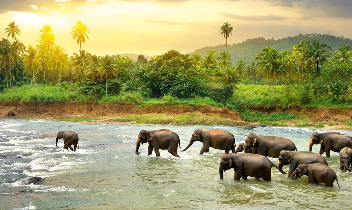 Karnataka Coorg Kabini Ex Bangalore – Wildlife & Nature Escape