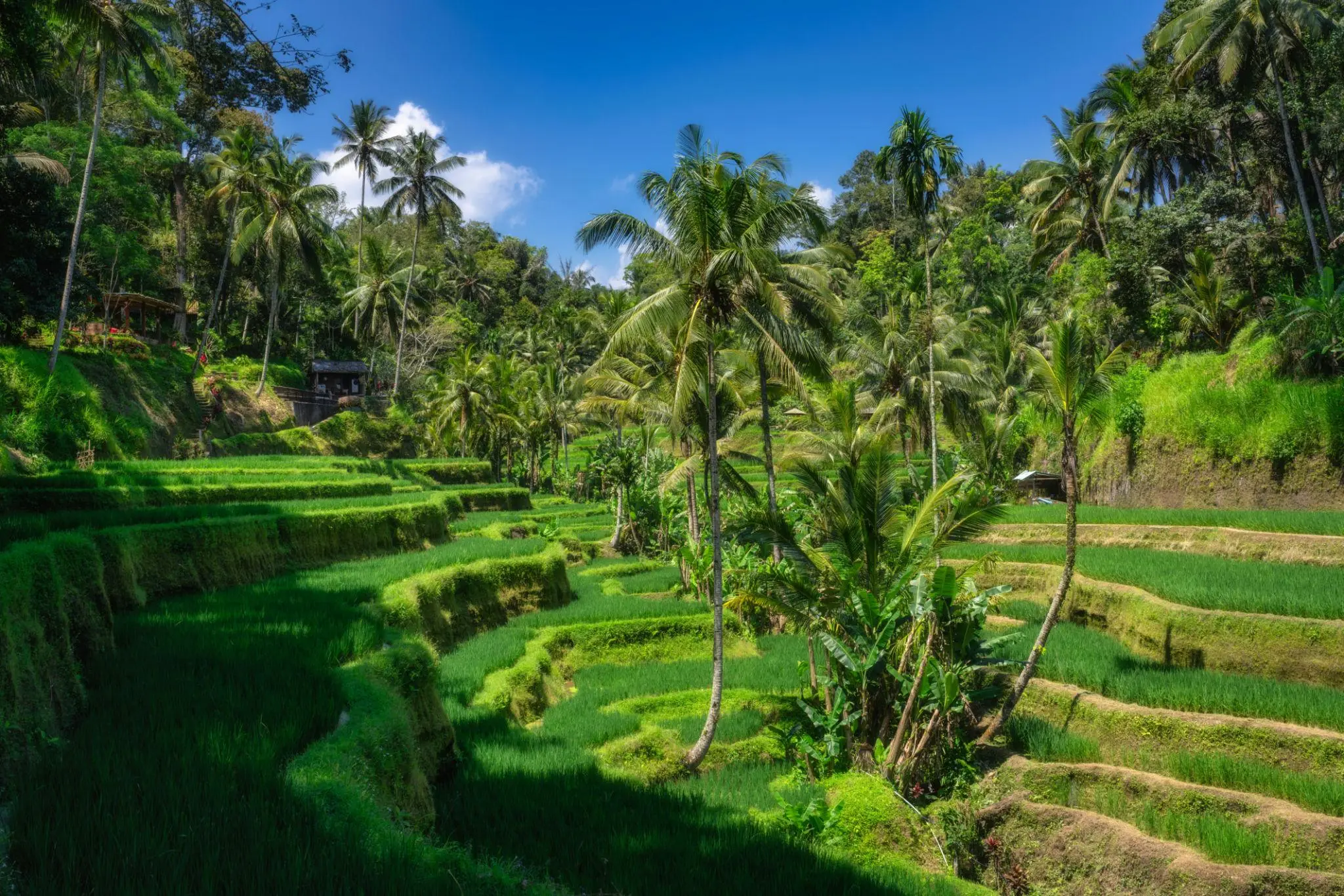 Royal Bali Honeymoon Escape